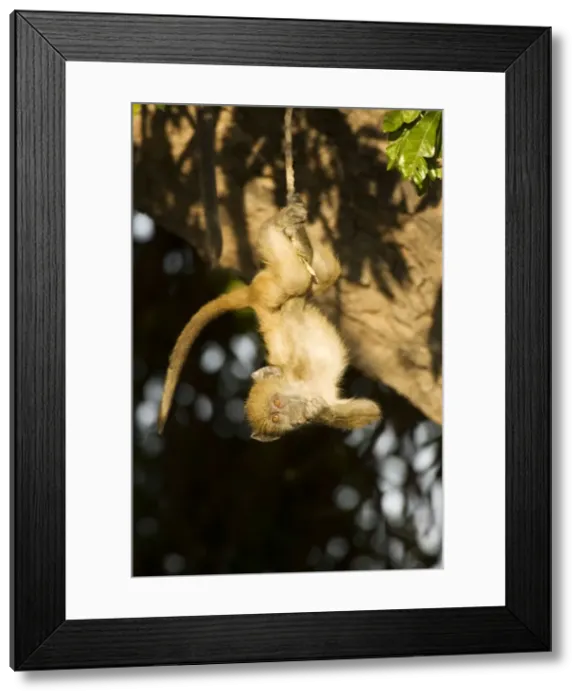 Framed Print : Picture No. 10761038 Framed Print : Picture No. 10761038