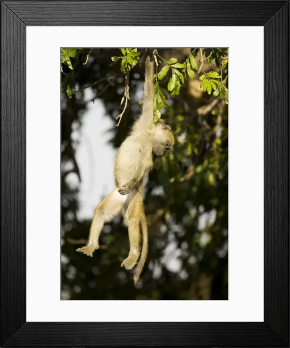 Framed Print : Picture No. 10761036