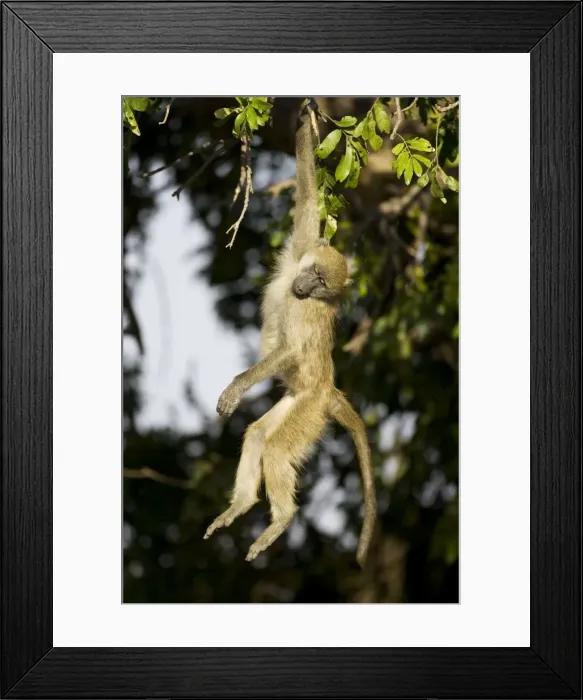 Framed Print : Picture No. 10761037 Framed Print : Picture No. 10761037