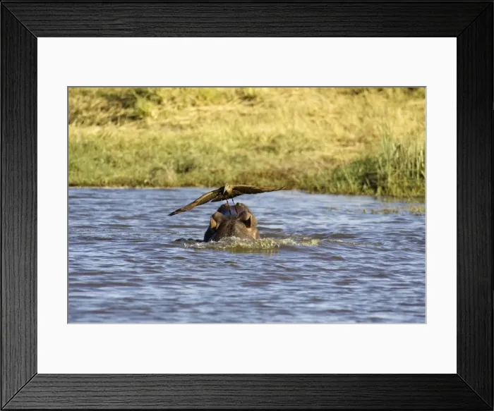 Framed Print : Picture No. 10761032 Framed Print : Picture No. 10761032