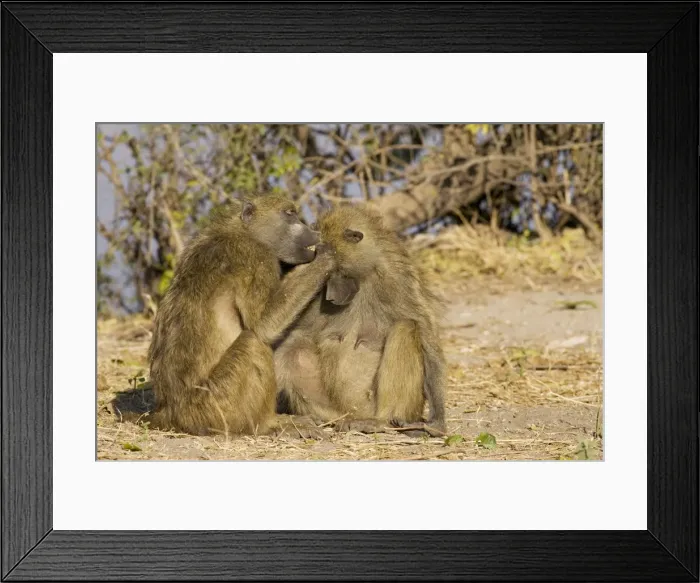 Framed Print : Picture No. 10761039 Framed Print : Picture No. 10761039
