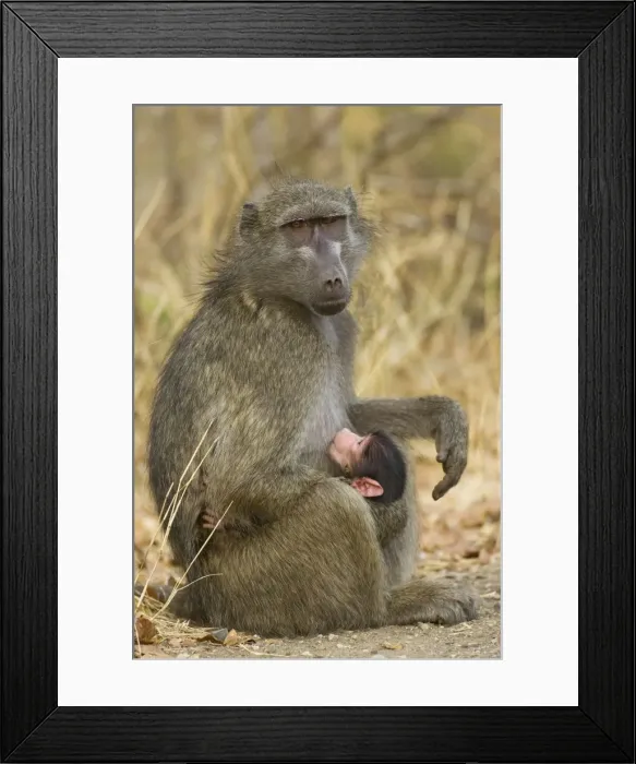 Framed Print : Picture No. 10761042