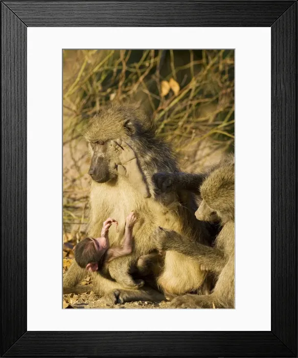 Framed Print : Picture No. 10761043
