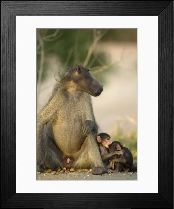 Framed Print : Picture No. 10761044 Framed Print : Picture No. 10761044