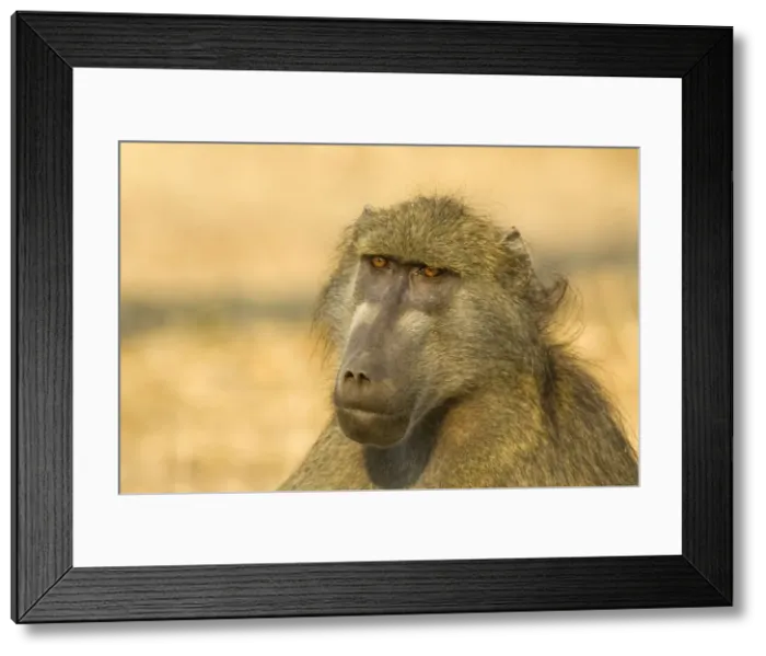 Framed Print : Picture No. 10761041 Framed Print : Picture No. 10761041