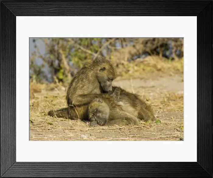 Framed Print : Picture No. 10761040 Framed Print : Picture No. 10761040