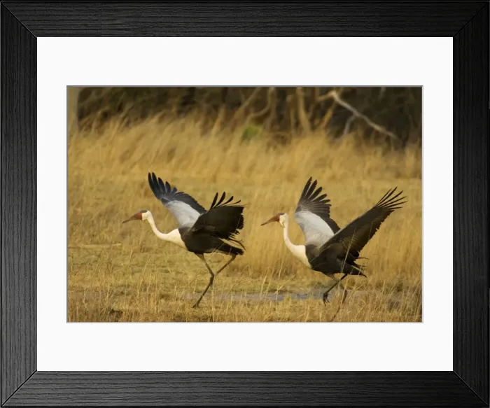 Framed Print : Picture No. 10761052 Framed Print : Picture No. 10761052