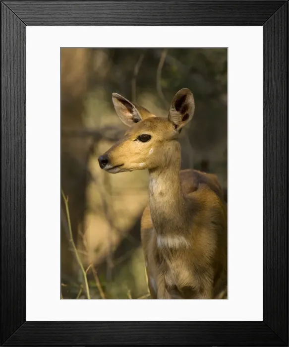Framed Print : Picture No. 10761051 Framed Print : Picture No. 10761051