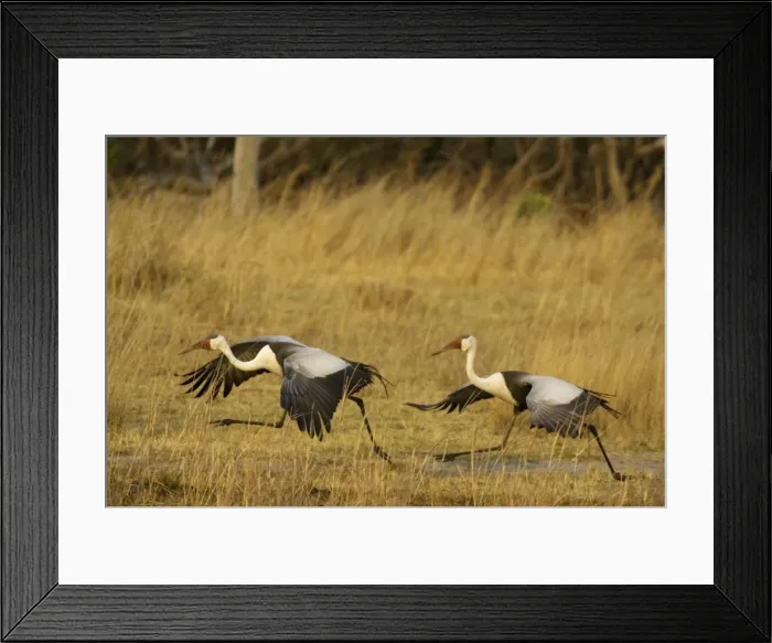 Framed Print : Picture No. 10761053 Framed Print : Picture No. 10761053