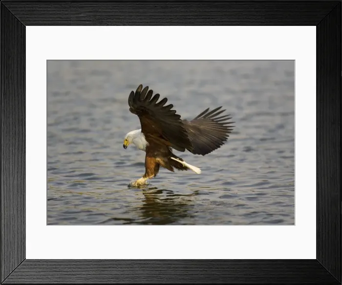 Framed Print : Picture No. 10761057 Framed Print : Picture No. 10761057