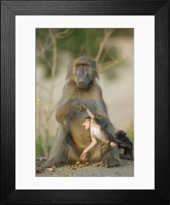 Framed Print : Picture No. 10761045 Framed Print : Picture No. 10761045