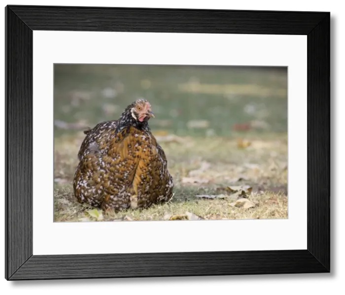 Framed Print : Picture No. 10761056