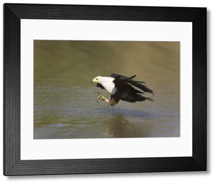 Framed Print : Picture No. 10761059 Framed Print : Picture No. 10761059