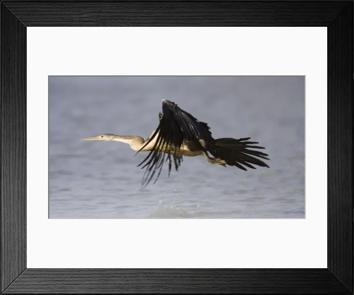 Framed Print : Picture No. 10761061 Framed Print : Picture No. 10761061