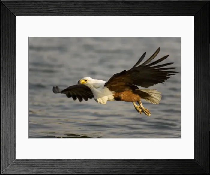 Framed Print : Picture No. 10761058