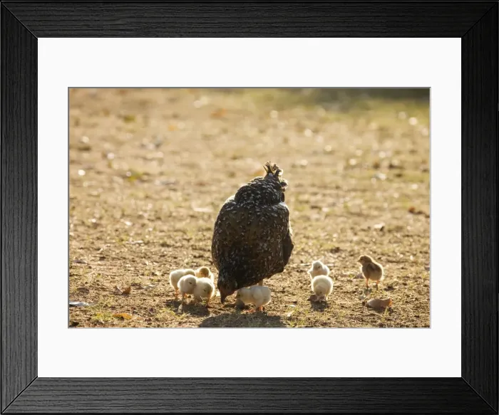 Framed Print : Picture No. 10761055 Framed Print : Picture No. 10761055