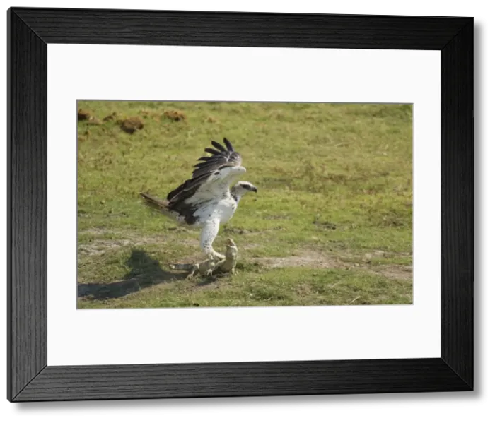 Framed Print : Picture No. 10761060
