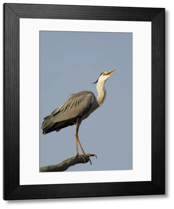 Framed Print : Picture No. 10761066 Framed Print : Picture No. 10761066