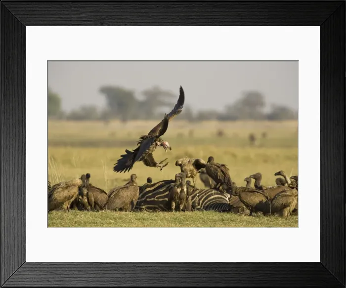 Framed Print : Picture No. 10761065 Framed Print : Picture No. 10761065
