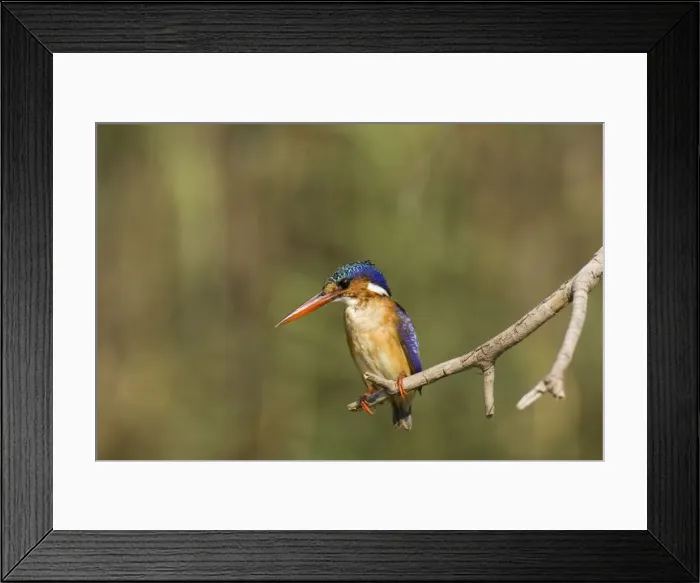 Framed Print : Picture No. 10761064 Framed Print : Picture No. 10761064