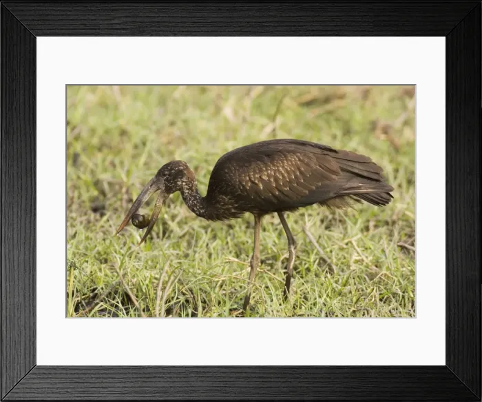 Framed Print : Picture No. 10761067 Framed Print : Picture No. 10761067