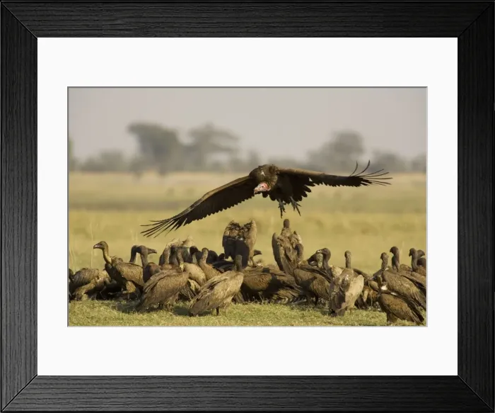 Framed Print : Picture No. 10761069 Framed Print : Picture No. 10761069