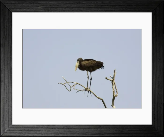 Framed Print : Picture No. 10761071