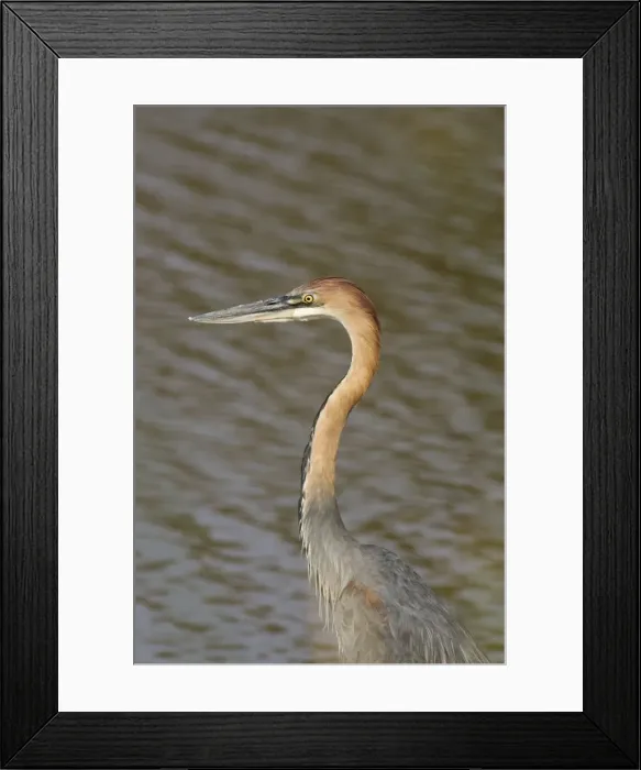 Framed Print : Picture No. 10761070 Framed Print : Picture No. 10761070