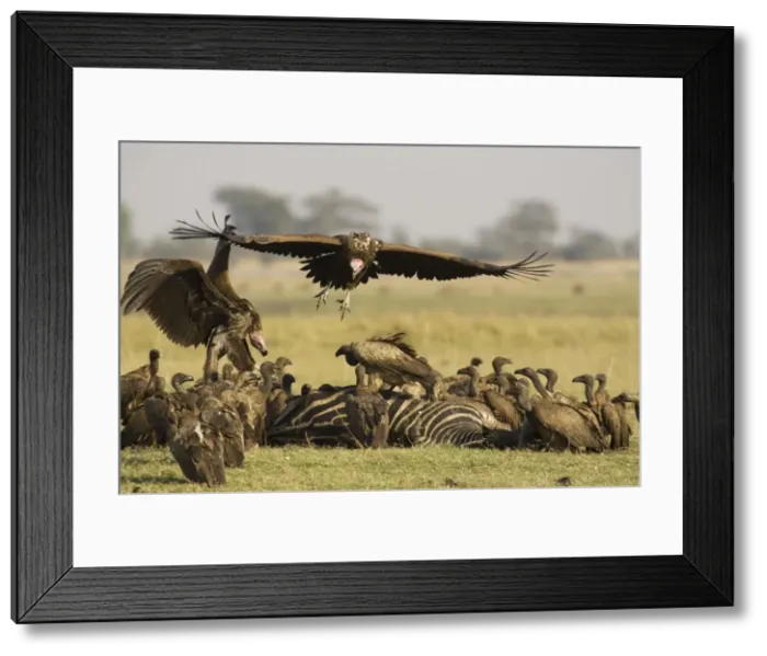 Framed Print : Picture No. 10761072 Framed Print : Picture No. 10761072