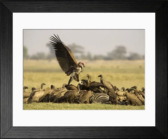 Framed Print : Picture No. 10761068 Framed Print : Picture No. 10761068