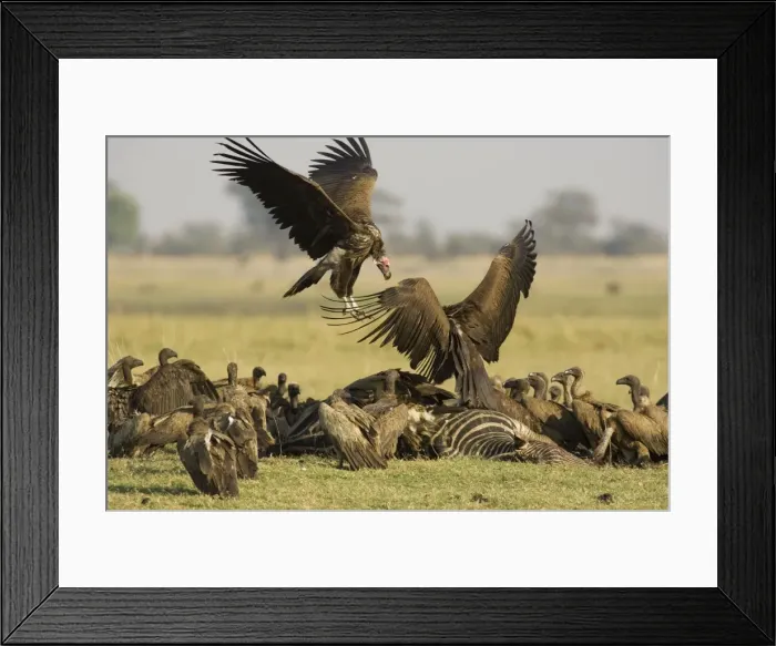 Framed Print : Picture No. 10761076
