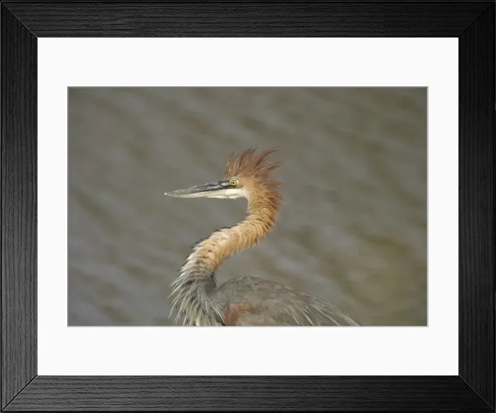 Framed Print : Picture No. 10761074 Framed Print : Picture No. 10761074