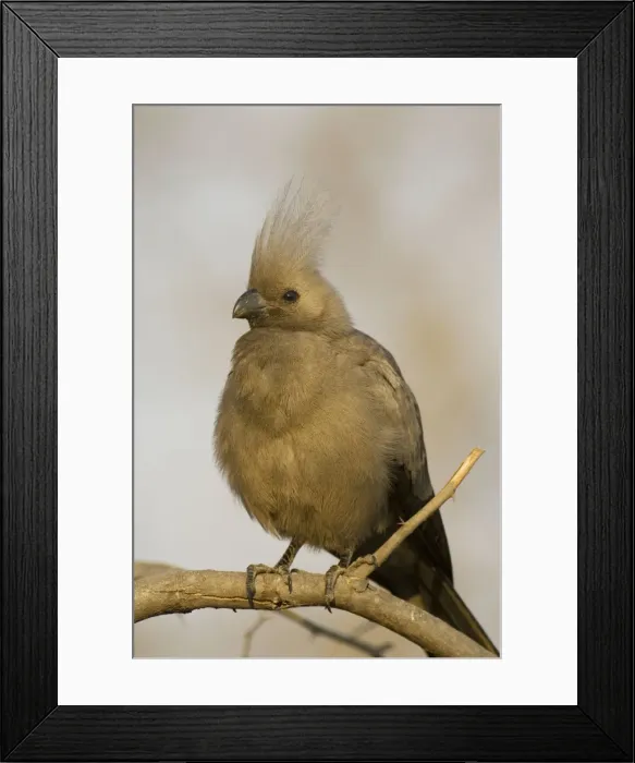 Framed Print : Picture No. 10761075 Framed Print : Picture No. 10761075