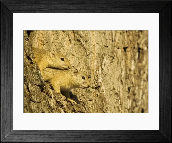 Framed Print : Picture No. 10761092 Framed Print : Picture No. 10761092