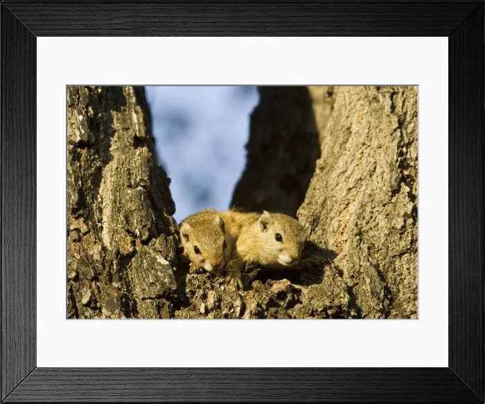 Framed Print : Picture No. 10761094 Framed Print : Picture No. 10761094