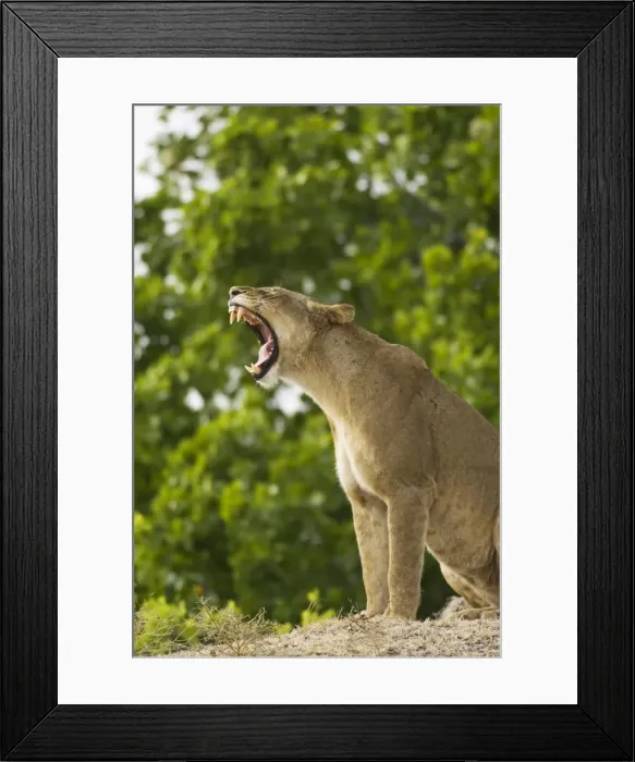 Framed Print : Picture No. 10761101 Framed Print : Picture No. 10761101