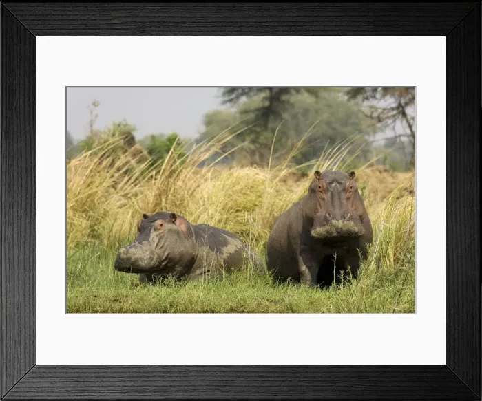 Framed Print : Picture No. 10761103 Framed Print : Picture No. 10761103