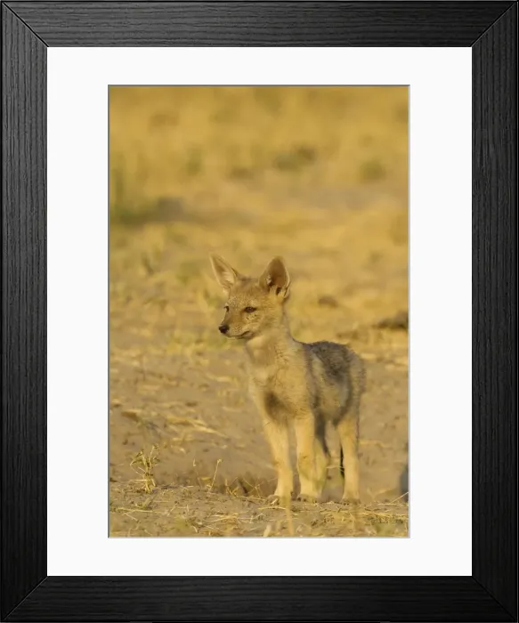 Framed Print : Picture No. 10761114 Framed Print : Picture No. 10761114