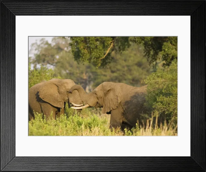 Framed Print : Picture No. 10761104 Framed Print : Picture No. 10761104