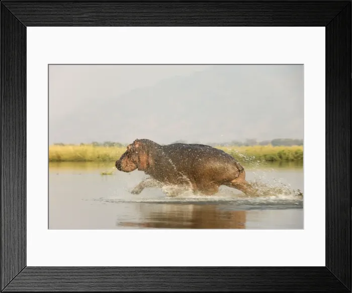 Framed Print : Picture No. 10761112