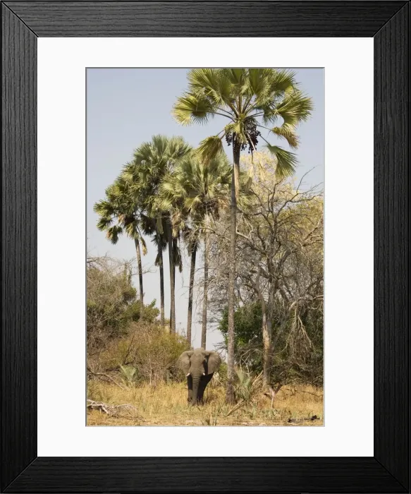 Framed Print : Picture No. 10761100 Framed Print : Picture No. 10761100