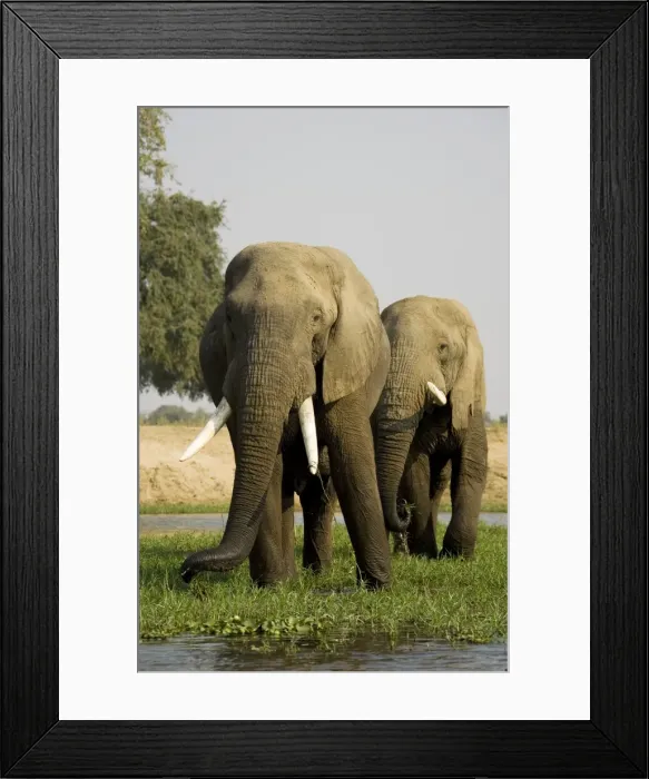 Framed Print : Picture No. 10761118 Framed Print : Picture No. 10761118