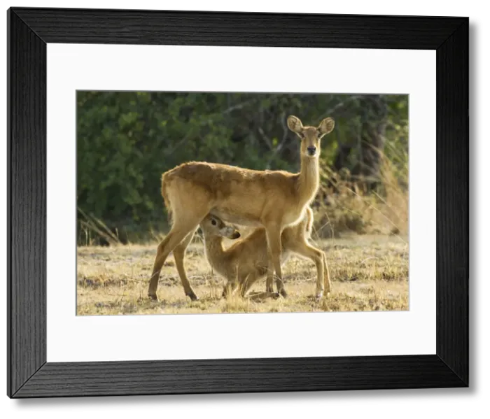 Framed Print : Picture No. 10761124 Framed Print : Picture No. 10761124