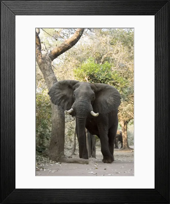Framed Print : Picture No. 10761127 Framed Print : Picture No. 10761127