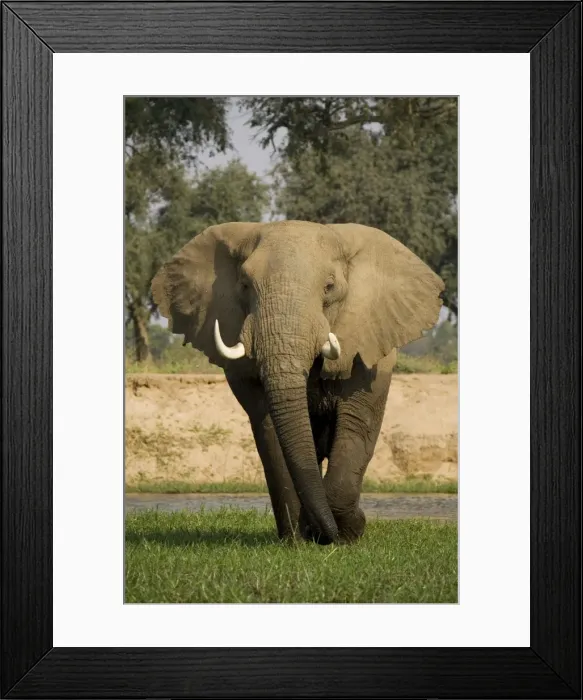 Framed Print : Picture No. 10761129 Framed Print : Picture No. 10761129