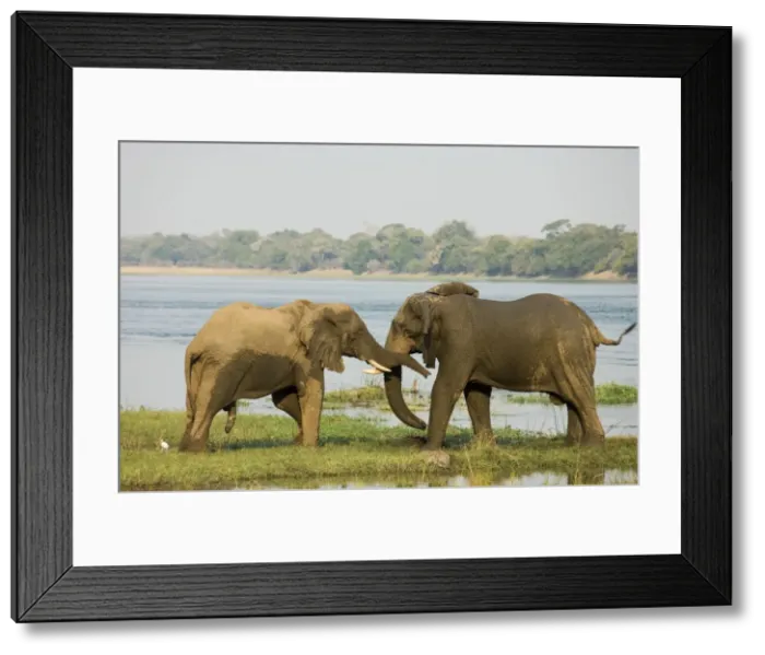 Framed Print : Picture No. 10761120 Framed Print : Picture No. 10761120
