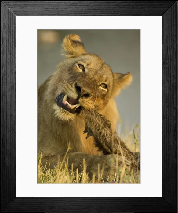 Framed Print : Picture No. 10761135 Framed Print : Picture No. 10761135
