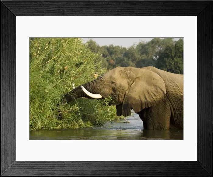 Framed Print : Picture No. 10761128 Framed Print : Picture No. 10761128