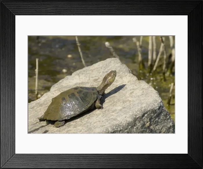 Framed Print : Picture No. 10761152 Framed Print : Picture No. 10761152