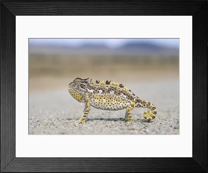 Framed Print : Picture No. 10761144 Framed Print : Picture No. 10761144